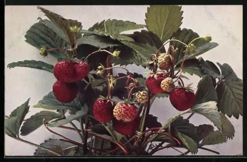 AK Garten-Erdbeere, Fragaria elatior hybrida
