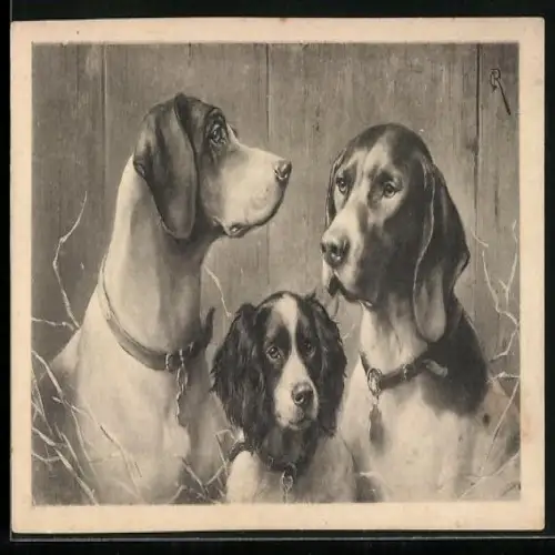 Künstler-AK Carl Reichert: Portrait von drei Hunden
