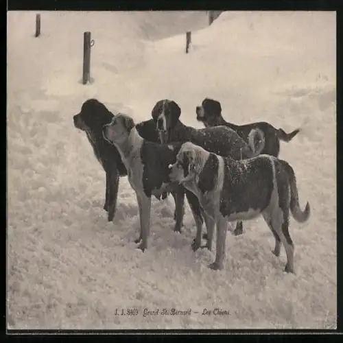 AK Bernersennenhunde im Schnee