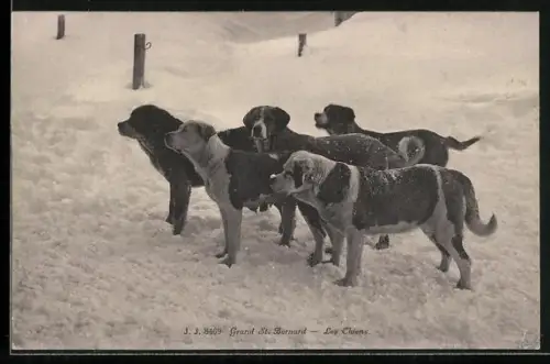 AK Bernersennenhunde im Schnee