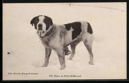 AK Bernhardiner im Schnee