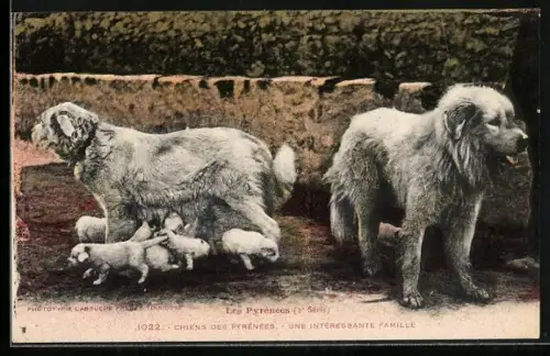 AK Pyrenäenberghund mit Welpen