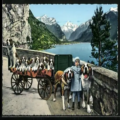AK Flüelen, St. Bernhard mit Bernhardiner-Hundegespann und Welpen