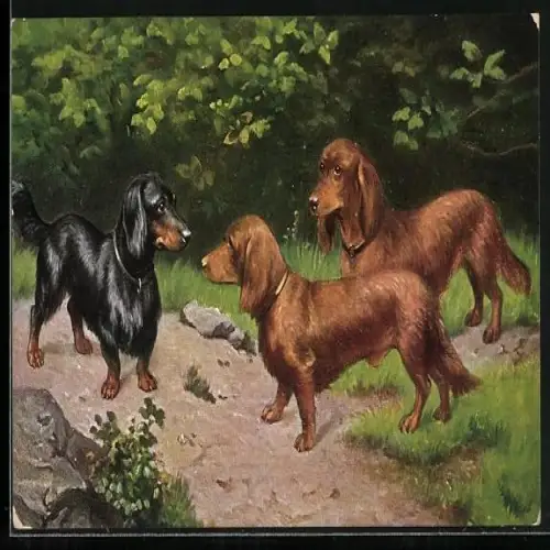 AK Dackel mit schwarzem und rotem Fell, Hundeportrait