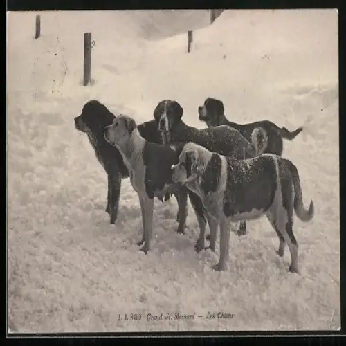AK Bernersennenhunde im Schnee