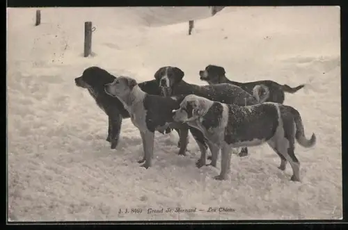 AK Bernersennenhunde im Schnee