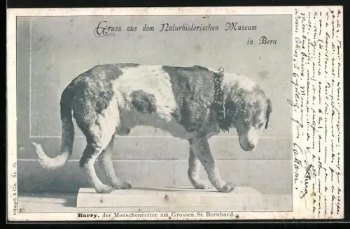 AK Bern, Naturhistorisches Museum, Ausgestopfter Bernhardiner Barry