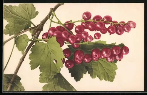 AK Preiselbeeren am Zweig mit Blättern