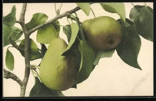 AK Grüne Birnen am Zweig