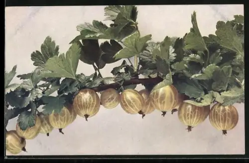 AK Zweig mit Stachelbeeren