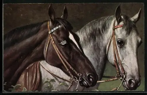 AK Apfelschimmel und Brauner mit weisser Stirn, Zaumzeug