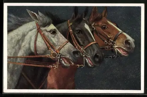 Künstler-AK verschiedenfarbige Pferde mit Zaumzeug