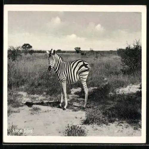 AK Deutsch-Südwest-Afrika, Junges Zebra
