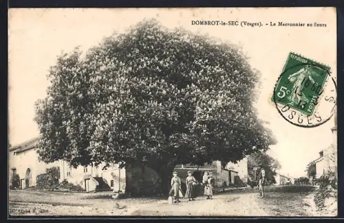 AK Dombrot-le-Sec /Vosges, Le Marronnier en fleurs