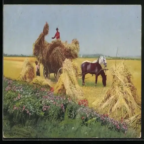 AK Bauern bei der Getreide Ernte