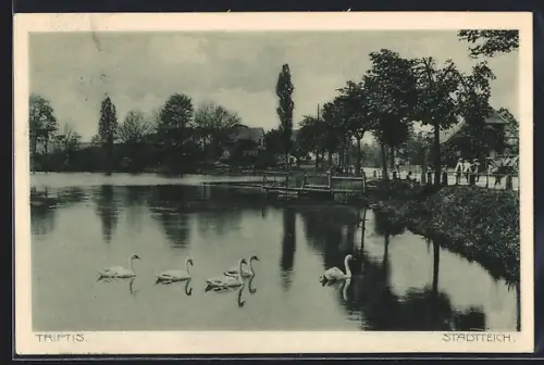 AK Triptis, Stadtteich mit Schwänen