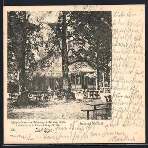 AK Sassnitz /Rügen, Restaurant Waldhalle mit Gästen unter Bäumen