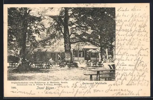 AK Sassnitz /Rügen, Restaurant Waldhalle mit Gästen unter Bäumen