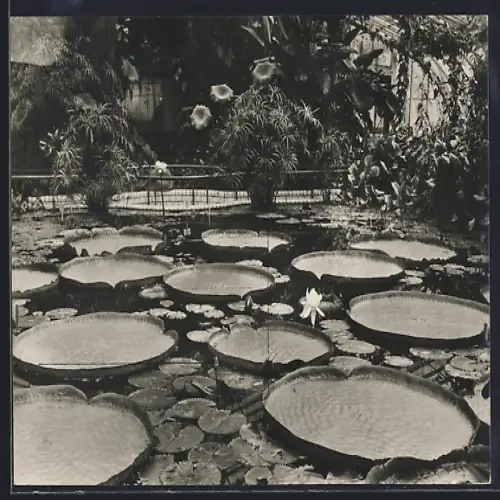 AK Berlin-Dahlem, Botanischer Garten, Victoira regia Lindl