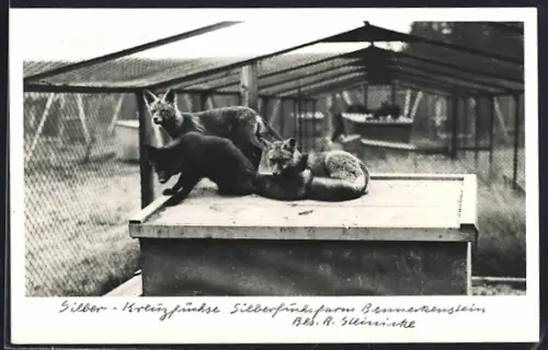 AK Benneckenstein, Silberfuchsfarm R. Steinicke, Silber-Kreuzfüchse