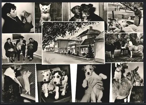 AK Berlin, Tierschutzverein für Berlin und Umgebung, Tierheim Lankwitz, Dessauerstrasse 21-25, Hunde und Katzen