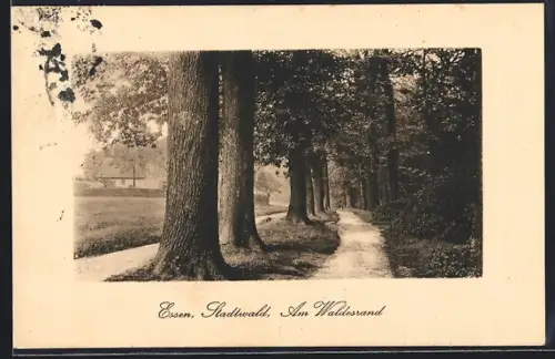AK Essen / Ruhr, Stadtwald, Am Waldesrand