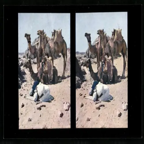 Stereo-Fotografie Chromoplast No. 204, Araber beim Beten nebst Kamelen