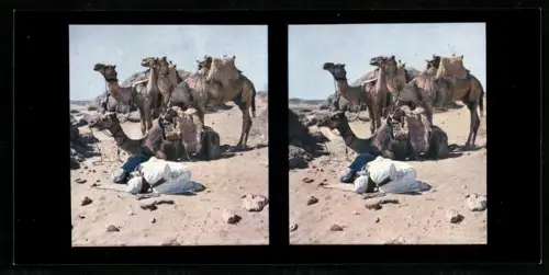 Stereo-Fotografie Chromoplast No. 204, Araber beim Beten nebst Kamelen
