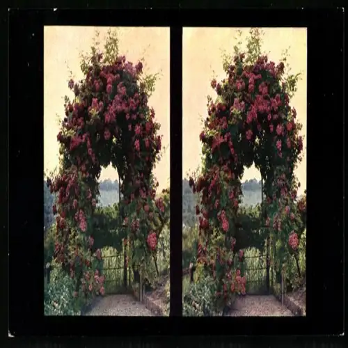 Stereo-Fotografie Chromoplast No. 31, Schlingrosen mit Blick zur Kapelle Württemberg