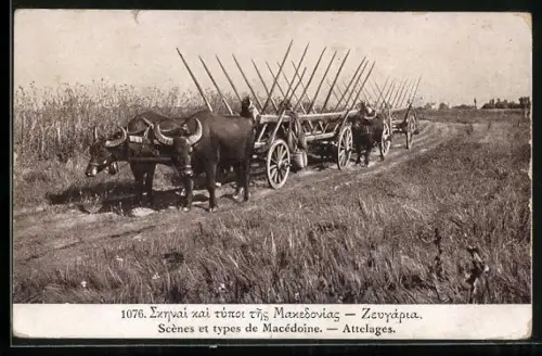 AK Macédoine, Ochsenkarren am Feldrand