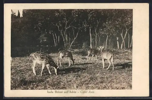 AK Brioni sull`Adria, Cervi Axis