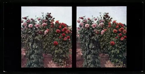 Stereo-Fotografie Chromplast No. 33, Edel- oder Kaktus-Dahlien in den westlichen Dolomiten