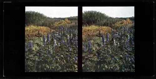 Stereo-Fotografie Chromoplast No. 34, Rittersporn (Delphinium) in den westlichen Dolomiten