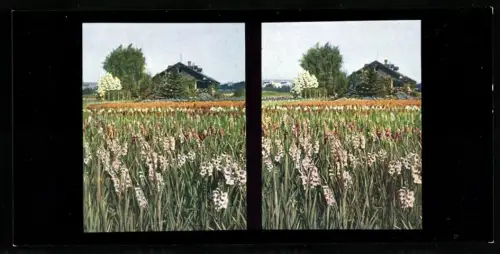 Stereo-Fotografie Chromoplast No. 35, Gladiolen-Beet, westliche Dolomiten