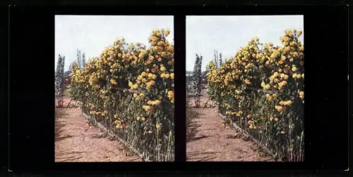 Stereo-Fotografie Chromoplast No. 36, Schlitzblättrige Rudbeckie (Rudbeckia laciniata)