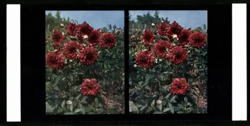 Stereo-Fotografie Chromoplast No. 9, Dahlien, aus der Serie Landschaften, Blumen, Genrebilder