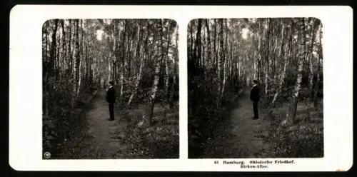 Stereo-Fotografie NPG, Ansicht Hamburg, Birkenallee auf dem Ohlsdorfer Friedhof