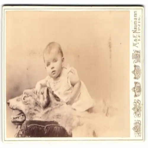Fotografie A. & F. Naumann, Leipzig, Dorotheenstrasse 6, Porträt eines kleinen Kindes mit Wolfsfell