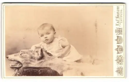 Fotografie A. & F. Naumann, Leipzig, Dorotheenstrasse 6, Porträt eines kleinen Kindes mit Wolfsfell