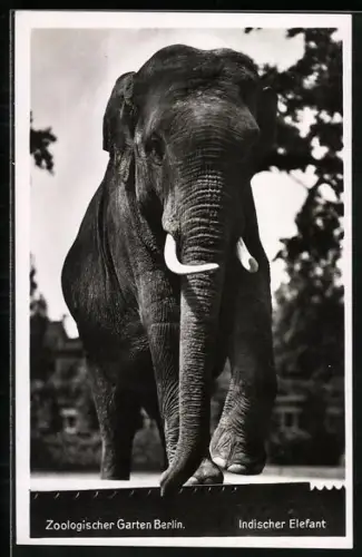 AK Berlin, Indischer Elefant im Zoo