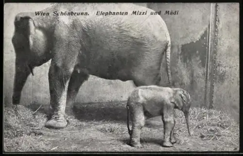 AK Wien-Schönbrunn, Elephanten Mizzi und Mädi im Tierpark