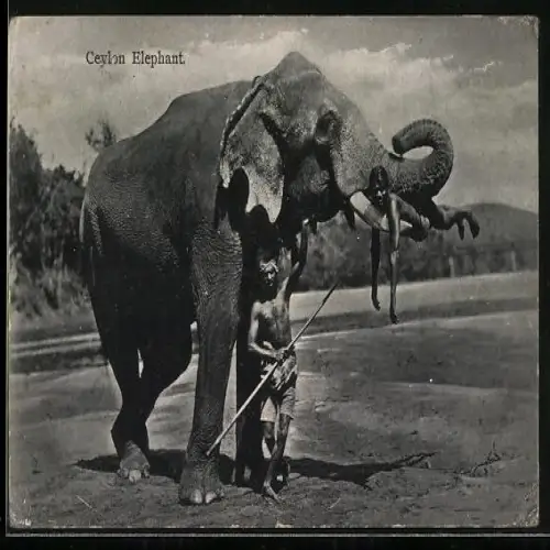 AK Sri Lanka, Tempel-Elefant mit Kindern