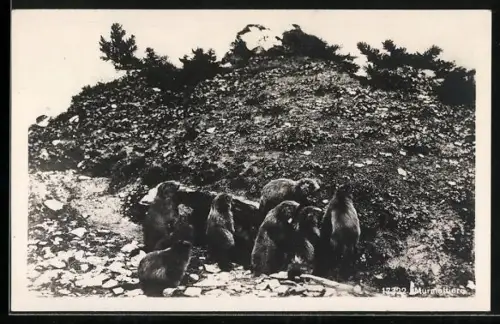 AK Murmeltiere in einer steinigen Landschaft