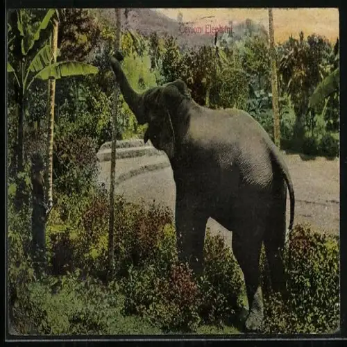 AK Ceylon, Elephant