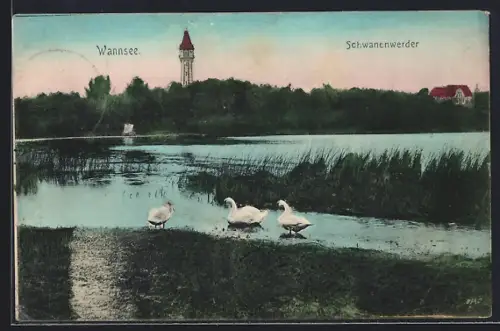 AK Berlin-Wannsee, Schwanenwerder mit Schwänen
