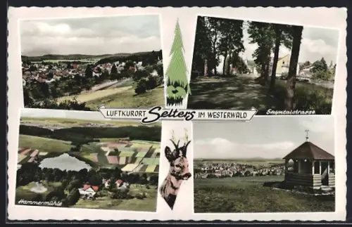 AK Selters /Westerwald, Ortspartie Sayntalstrasse, Ortsansichten mit Landschaft