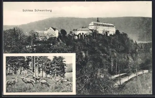 AK Schwarzburg, Schloss Schwarzburg und Rehe auf einer Lichtung