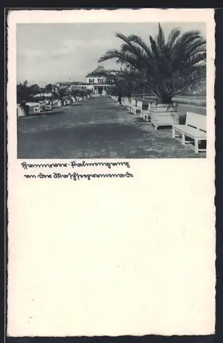 AK Hannover, Palmengang an der Promenade