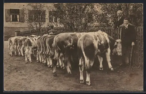 AK Fischbach am Inn, Hans Feicht Zuchtviehgeschäft