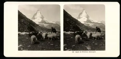 Stereo-Fotografie NPG, Ansicht Zermatt, Schäfer mit Schafherde, Blick zum Matterhorn